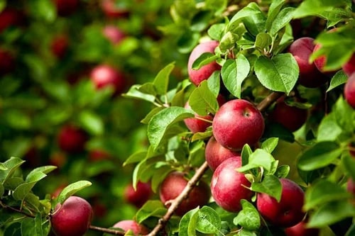 Apple Plants For Plantation