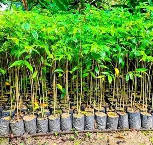 Mahogany Plants For Plantation