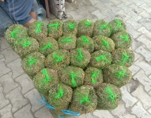 Moss Grass Sticks For Farming