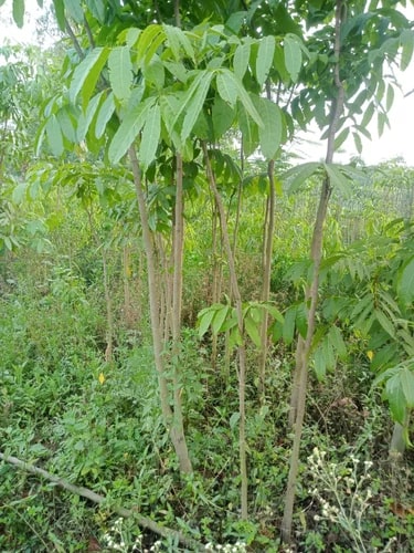 Sandalwood Plants For Plantation