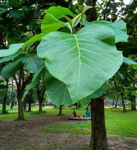 Teak Plants For Plantation