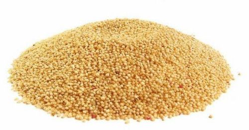 Amaranth Rajgira Seeds For Cooking