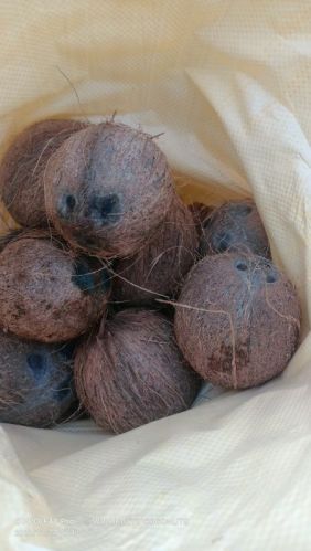 Taller Verity Fully Husked Coconut, Packaging Type : Plastic Packet