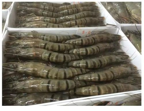 Frozen Black Tiger Shrimp, Certification : ISO