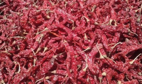 Common dry red chilli, Packaging Size : 25KG / 50 Kg PP Bags