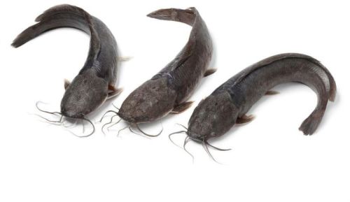 Custom Frozen Cat Fish, Packaging Type : Black