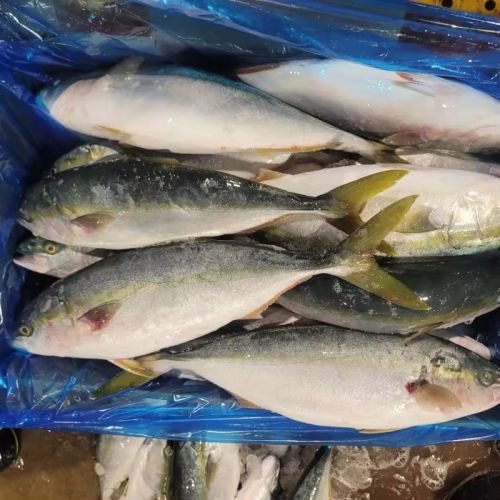 FROZEN YELLOW TAIL Fish, Brand Name : Amberjack