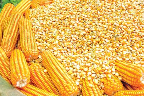 Yellow maize seeds, Brand Name : frozen sweet corn