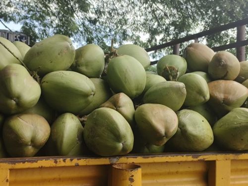 Organic tender coconut 12 Inch, 13 Inch, 14 Inch, 15 Inch