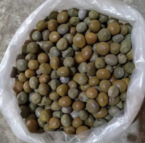 Natural Gataran Seeds, Color : Brown, Grey