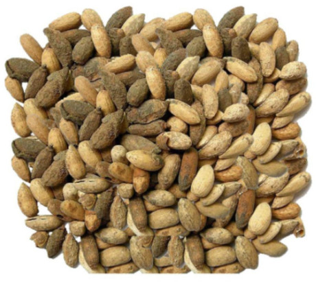 Neem Seeds, Color : Golden, White