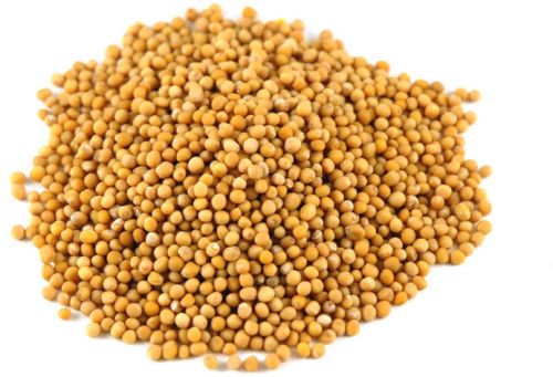 Yellow Mustard Seeds For Cooking