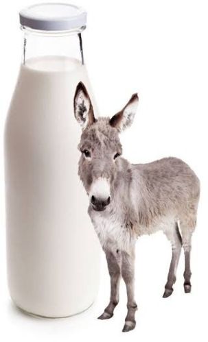 Donkey Milk For Medicine Use