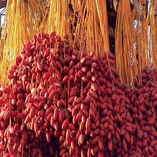 Fresh Red Barhi Dates For Human Consumption