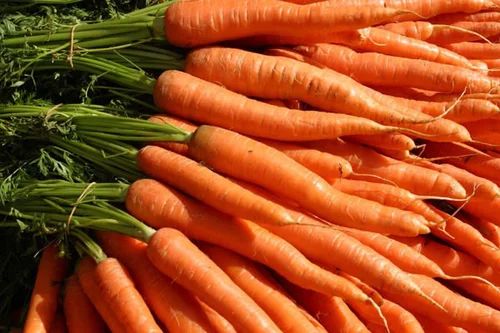 Organic Fresh Carrot For Snacks, Pickle, Juice, Food