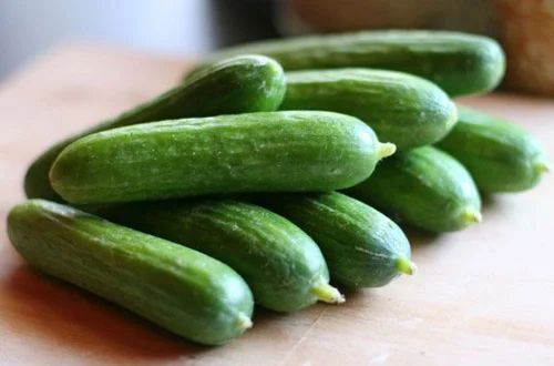 Fresh Cucumber, Packaging Type : Gunny Bag