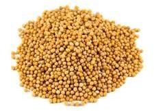 Yellow Mustard Seed For Food Medicine