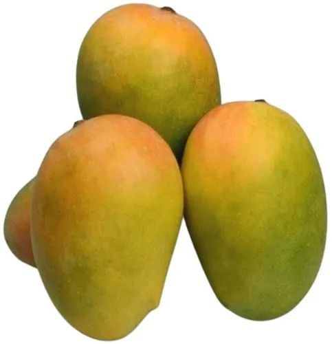 Natural Fresh Kesar Mango For Juice Making, Direct Consumption