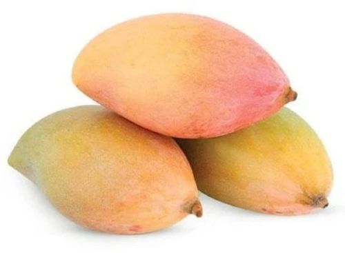 Fresh Totapuri Mango For Human Consumption