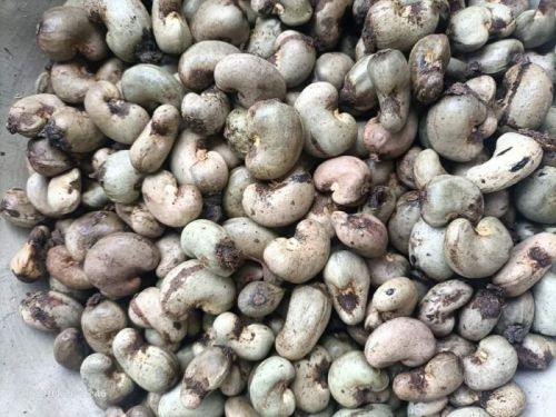 Common Raw Whole Cashew Nuts, Shape : Curve, Form : Loose