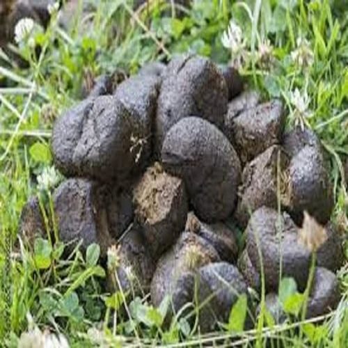 Donkey Dung For Agriculture