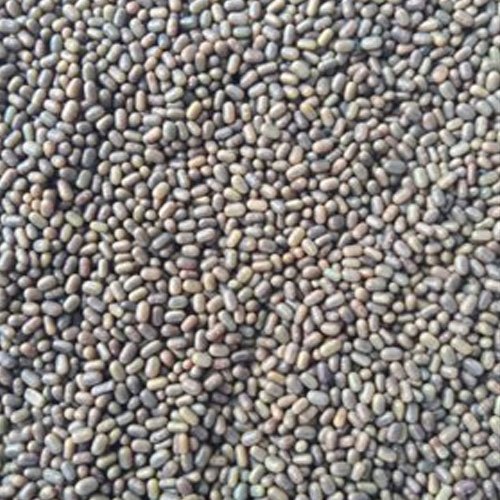 Natural Dried Herbal Sesbania Seeds, Packaging Size : 20 Kg