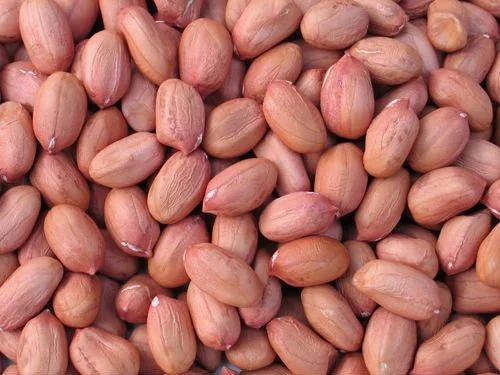 Groundnut Seeds For Human Consumption