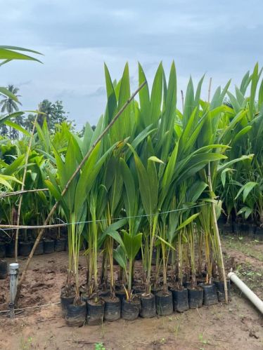Natural Coconut Plants, Plant Height : 5 Inches