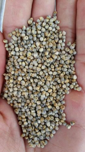 Pearl Millet For Cooking, Cattle Feed