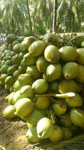 A Grade Solid Green Tender Coconut, Packaging Type : Bag