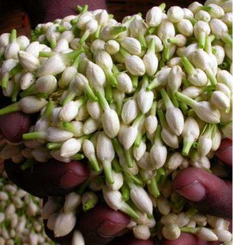 Madurai Jasmine Flower for perfume