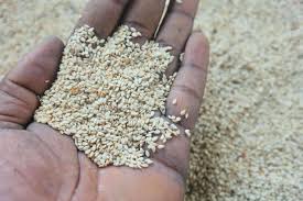 Natural sesame seeds, Packaging Size : 50kg, Packaging Type : White