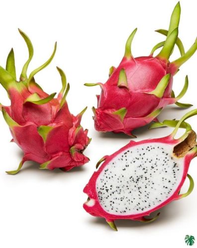 Natural A Grade Dragon Fruit For Human Consumption