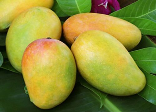 Natural Pure Kesar Mango For Juice Making, Direct Consumption