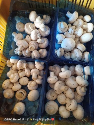 Button Mushroom, Packaging Size : 200gm Punnets Fresh
