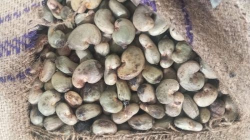 Blanched Common Burkina Raw Cashew Nut For Food, Foodstuff, Snacks, Sweets