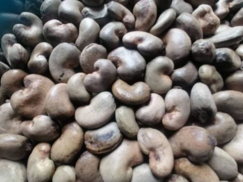 Blanched Common Tanzania Raw Cashew For Food, Foodstuff, Snacks