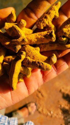 Unpolished Turmeric For Spices