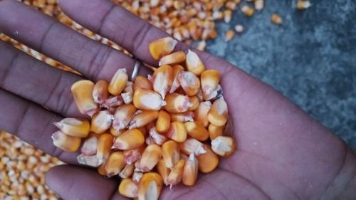 Yellow Maize For Animal Feed, Flour, Cattle Feed