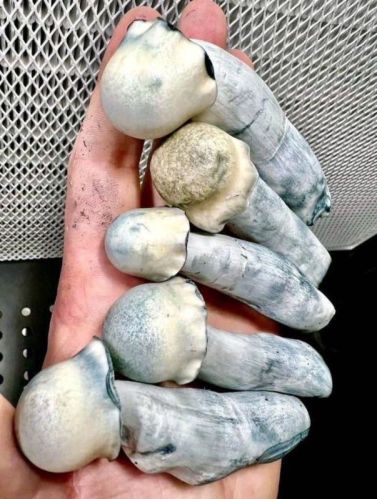 Mushroom, Packaging Type : White