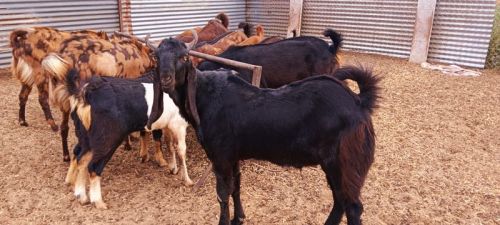 Sirohi Kota Goat, Gender : Male