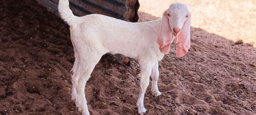Sojat Goat, Color : White
