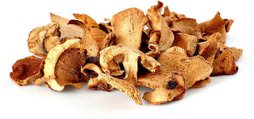 Premium Oyster Mushroom For Cooking