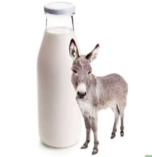 Donkey Milk For Medicine Use