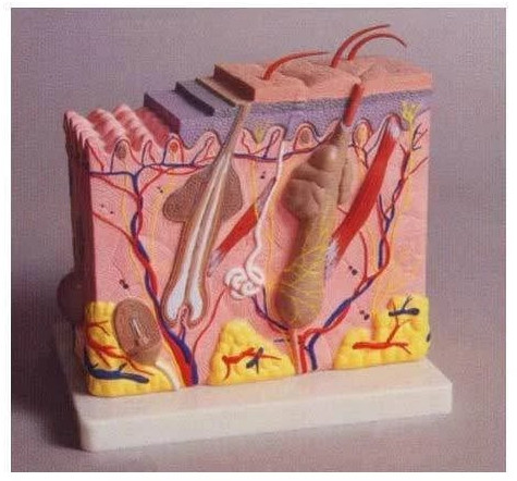 Plastic 3D Skin Model For Medical College