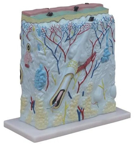 PP Cross Sectional Skin Model For Medical College