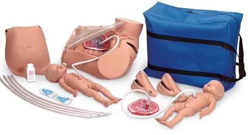 Polished Plastic Demonstration Simulator Model For Medical College