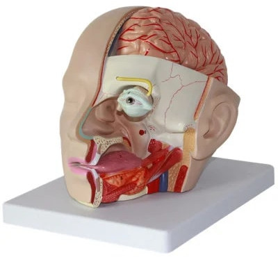 Plastic Detailed Brain Model For Medical College