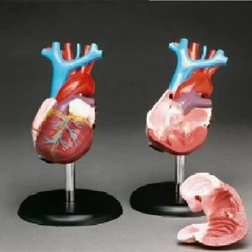 PVC Full Heart Model For Medical College