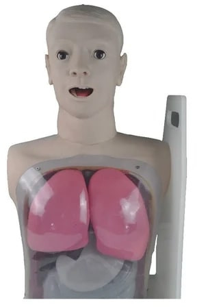 Polished Plastic Gastric Lavage Simulator Model For Medical College